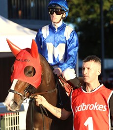 The Paul Shailer trainer Mister Bianco ... now due to be in action at Doomben on Wednesday