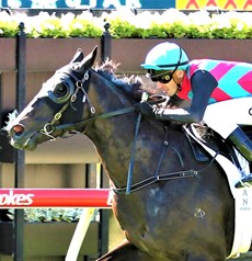 Antino was the big Cox Plate disappointment ... but the bottom line is that as long as Antino comes back, pulls up and ends up ok … that, at the end of the day, is the most important thing of all.

Photo: Darren Winningham