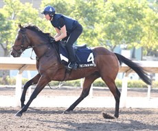 The Lion In Winter

Photo Darren Winningham