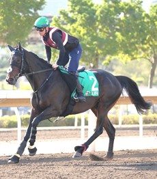 Al Riffa

Photo: Darren Winningham