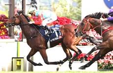 Ka Ying Rising

Photos: Hong Kong Jockey Club and Darren Winningham</b.