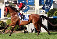 Handyman Bob (above) should have won the last race at Doomben. No ifs or buts, a certainty beaten and I hope he returns for a city assignment soon