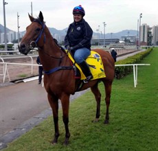 Settling in ...

Friday morning Buff was as bright as he could possibly be. He pretty much licked his feed bin out for the first time since he has arrived in Hong Kong.

He did nice leisurely pace work on the all-weather track for just over a lap with Melanie commenting that he will need to do some more work in the morning as he is feeling ‘great.’