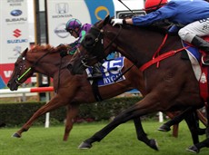 Like many, I ask the question how long can Hijack Hussy (see here flying up late in the blue silks behind Mywayorthehighway) be ridden so cold and connections forced to watch a hard luck story unfold in front of their eyes?

All Photos: Graham Potter