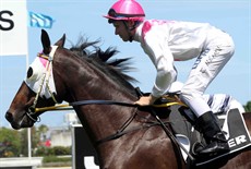 Tommy Berry takes Platinum State down to the start before the running of the MM Open Sprint