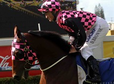 Hopfgarten:

He jumped a ‘plastic bag’ during the running which had blown onto the track. Now that was a damn first ... so who says they have seen it all?

Hopfgarten’s jockey said it definitely affected the horse as he lost his rhythm and cost him ground. He was not beaten far but full credit to Sir Moments (pictured below) who is a pure talent when he puts it together
