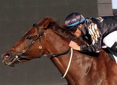 Srikandi looks to be the benchmark of the horses going through the main three races, the BTC Cup, the Doomben 10 000 and the Stradbroke