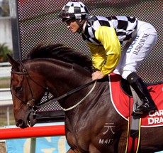 The Peak:

When I was driving home from the track on Saturday I should have been really happy riding what is probably the mare of the carnival looking forward, but I was just deflated to be honest because of what transpired in the Prime Minister’s Cup ... not because The Peak did not win a race I think he really would have won, but just the loss of a lovely horse.

All Photos: Graham Potter
