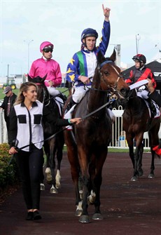 Magicool returns to scale after winning the Group 1 Queensland Derby at Doomben last Saturday.

Trainer Mark Kavanagh has been charged by Racing Victoria over elevated cobalt levels detected in post race swab of Magicool when the gelding won the UCI Stakes (Listed) over 1800 metres at Flemington on 4 October 2014 

Trainers Lee and Shannon Hope, Danny O'Brien and vet Dr Tom Brennen are others facing charges following an extensive investigation by Racing Victoria's Integrity Services division.

Photo: Graham Potter
