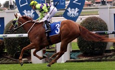 ROSENET (4) is coming out of an easier fillies and mares assignment but was creditable in previous two runs in the grade he tackles here

Photos: Graham Potter