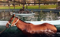 Buff on the water-walker during his rehab at Washpool Lodge

Photo: Courtesy of Robert Heathcote