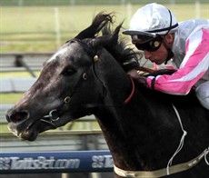 ... who is seen winning the Doomben Roses, with Blake Shinn on board, at last year's Brisbane Winter Carnival

Photos: Graham Potter