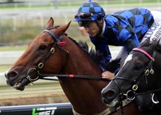 Buff at work at Doomben

Photos: Graham Potter