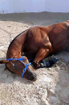 He was tired after the long journey, as expected, but he sure was happy to hit the sand roll and loosen up those legs after the confinement and twenty four hours of travelling

Photos courtesy Robert Heathcote