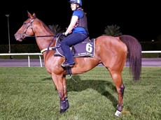 Buff enters the track at the 2000 mtr mark. The grass is rich and lush with a beautiful cushion