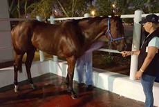 After work, Buff enjoys his hose down, a few rewarding carrots and then he gets to chill out and relax