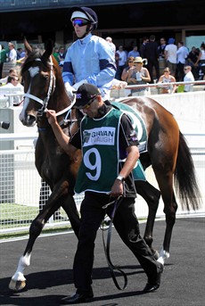 Libran and Brenton Avdulla: The pick to complete a hat trick of wins in the Chairman's Handicap

Photos: Grant Guy