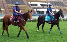 Buffering walks with Bow Creek from Godolphin as they cross the race track onto the all-weather track for their Sunday morning canter.