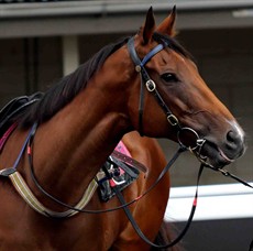 Buffering is so relaxed and a proven horse with everything he has done ... with the travelling and all sorts of other things ... that he sort of sets us at ease. We are very fortunate that we’ve got a horse like him that is so adaptable. He is like the old-timer taking us under his wing. 