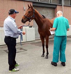 Another requirement of the Jockey Club is that all horses are fully vetted the day prior to the race