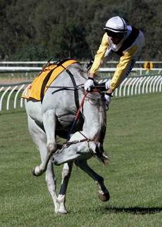 It is beyond argument jockeys take their lives in their hands every time they head to the barrier stalls

Photos: Graham Potter
