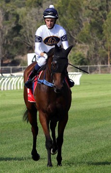 This is Spriggs on Astronomos after its impressive first up win at the Sunshine Coast. Spriggs has opted for the well performed stable companion Sir John Hawkwood in race 4 ... but has he chosen the right horse?

Photos: Graham Potter and Grant Guy