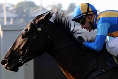 What did we learn from Saturday?

Music Magnate (pictured above)is a genuine Stradbroke contender
