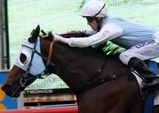 Friendly Dargon wins at the Gold Coast