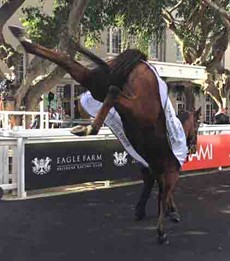 You had to see it to believe it when Buffering paraded on Stradbroke day. He walked around that parade ring enclosure kicking up. In fact he did it eight consecutive times ... the highest back kicks I have ever seen any horse do.

The crowd when he walked around doing that gave him a small round of applause. They thought it was something I had trained him to do, but that was far from the case

Photo courtesy of Bruce Harry