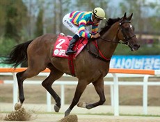 Hong Kong runner Super Jockey, with Karis Teetan on board, thumps his opponents to win the KOR G1 Korea Sprint