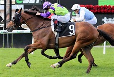 One Inch Punch was beaten last start by the large weight. This week a jockey change with Josh Oliver on board and a three kilogram allowance may see the gelding return to the winners circle in race 7.

Racing photos: Darren Winningham