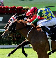 Rare Occurrence, trained by Stuart Kendrick at the Sunshine Coast, was super consistent over the Brisbane Winter Carnival and resumes this week with Damian Brown on board. I think the more speed on in front the harder this filly will come home late in the race. She won her last start before the spell at Eagle Farm so I am confident she will be there about at the finish (see race 4)

Photo: Darren Winningham