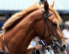 Champ Elect ... She not only has ability but she is a good looking filly too. She could win a few fashion contests I think.

Photos: Graham Potter