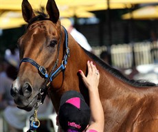 Buffering ... put in a guest appearance at Eagle Farm on Saturday. He still looks terrific

Photos (above): Graham Potter

Photos (below): Darren Winningham