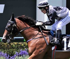 The sensation of recent weeks was the Toby Edmonds trained Houtzen with a astonishing run first up at Doomben. I think it would be great to see him win this week and give Toby a chance at winning the Magic Millions on his own track (see race 2)