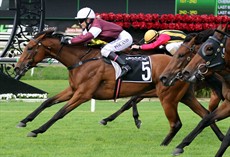 Eckstein has been racing very consistently of late and despite being trained at Goulburn by Kurt Goldman the filly has a trial win here at the Gold Coast under her belt. Brenton Advulla takes the ride this week and I think she will be hard to beat in this race (see race 6)