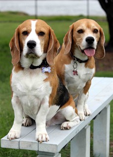 Snoopy - a chance in Race 6 - Go the Beagles ! I suppose since I love beagles the omen tip is Snoopy (10) from the Hawkes team – he normally races handy in all his races and this track may suit him this week. Thanks to Ike and Buster

Photo: Darren Winningham