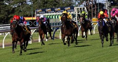 A memorable horse called ... 
I was impressed with Honey Toast when it won the Toowoomba Cup (2016). It was a local horse and won by about six lengths. 