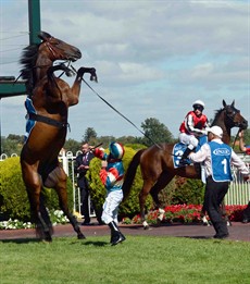 My award winning photo ... Bianmick rears and towers over Darren Gauci pre-race at Caulfield. The horse came down safely and raced minutes later - albeit without success