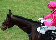 That horse was Instrumentalist. Here he returns to scale after the Ipswich Cup