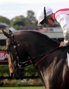 Derryn (11) - (named after me) - was gallant in defeat in the Doomben 10,000. This three year old colt loves the wet and heavy tracks (see race 7)