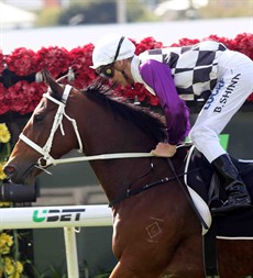 I am telling you that if Elle Lou (pictured above) has taken no ill effect from her run last start at Eagle Farm she is the one to beat in race 3. She was backed sensationally from $9 to $4.50 at one stage before easing to $5 and Blake Shinn was the victim of the bad track when he pulled her wide to make a run and obviously hit a patch of the track that was not the best. She stopped and still ran a gallant third. At $6 this weekend – each way all day for me!