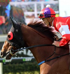 Some wins really just give you personal satisfaction more than anything else and certainly my win on Oink, seen here on his way to the start at Doomben last saturday, falls into that category
