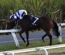 I was just trying to be so negative about the option of him jumping the fence because the horse had picked up basically everything else I had been willing him to do, so I was hoping he would oblige me one last time.