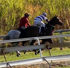 The Clerk of the Course, Mozzie Coleman got right up next to me and he had another look and said, “there is nothing I can grab.” 

By this time we had gone half through quarter pace because now my horse was racing the pony so I said to Mozzie, “just ease down the pony and maybe my horse will ease down with you.”

Mozzie eased his pony back and my horse came back to a canter ... but then one of the reins dropped and it got caught around his back leg  