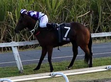 You can see from horseracingonly’s pictures ... he sort of got into the fence but not at any great speed