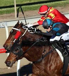 Prime Target (12) I think will better suited here at Doomben. I like this one each way! Great odds as well - $12 each way all day! (see race 5)