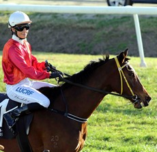 Murwillumbah Cup winner Anne Bonny has been racing in career best form winning her last three starts. Belinda Hodder has been aboard in all three outings. She will be looking to add the Ballina Cup to her list of successes