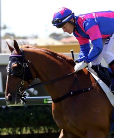 Star of Night (3) is trained by Toby Edmonds team at the Gold Coast. They come off some serious good form winning three races at the Gold Coast on Wednesday. Looks like the stable is firing (see race 9)