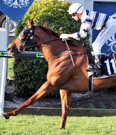 Last weekend I tipped Capetown Hussey to win and she did! With a magical rails hugging ride from Brad Stewart she just cruised up to them and then made them look silly in the straight. She backs up quickly this weekend, however, she has backed up in the past and performed very well (see race 8)